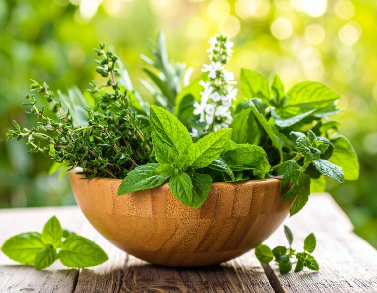 Firefly_Plant Medicine 604540